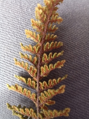 Cheilanthes contracta