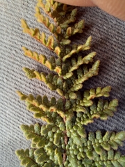 Cheilanthes contracta