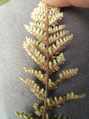 Cheilanthes contracta