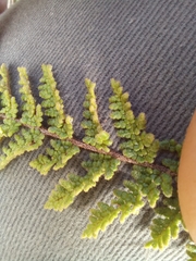 Cheilanthes contracta