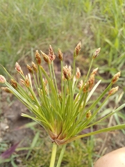 Isolepis ludwigii