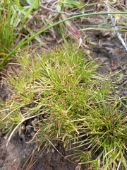 Isolepis ludwigii