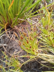 Isolepis ludwigii