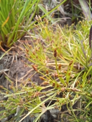 Isolepis ludwigii