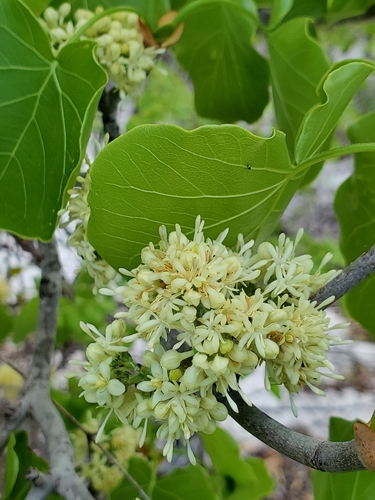 Schizenterospermum rotundifolium