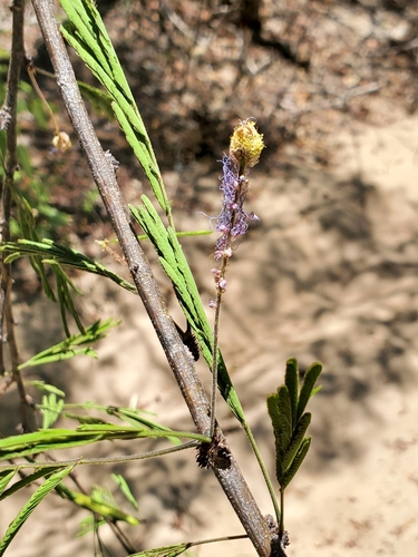 Dichrostachys richardiana