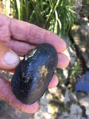 Unionoidea