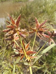 Cyperus nitidus