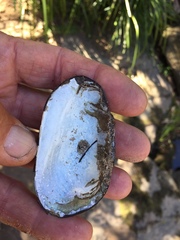 Unionoidea