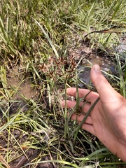 Cyperus nitidus