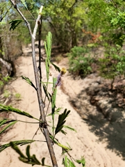 Dichrostachys
