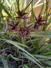Cyperus nitidus