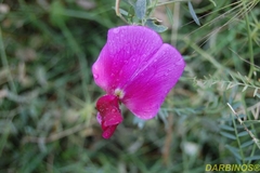 Lathyrus grandiflorus