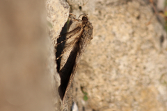 Catocala nupta