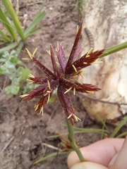 Cyperus usitatus
