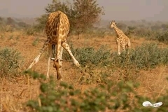 Giraffa camelopardalis peralta
