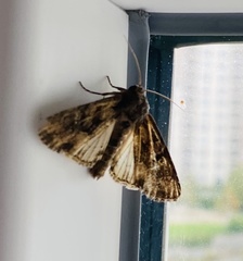 Apamea monoglypha