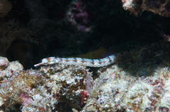 Corythoichthys flavofasciatus