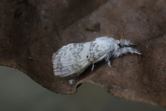Apotolype brevicrista