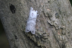Apotolype brevicrista
