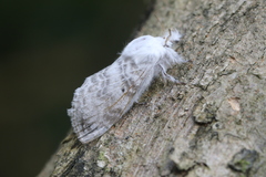 Apotolype brevicrista