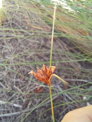 Ficinia fascicularis