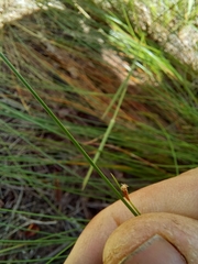 Ficinia fascicularis