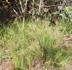 Ficinia fascicularis