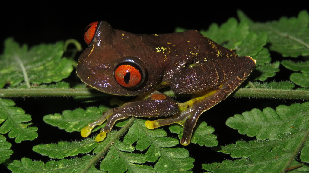 Parker's Tree Frog