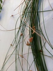 Ficinia fascicularis