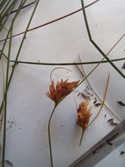 Ficinia fascicularis