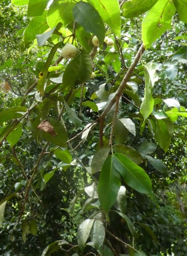 Syzygium samarangense image