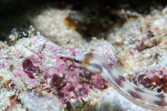 Corythoichthys flavofasciatus