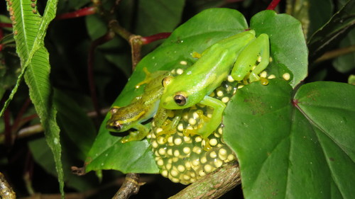 Tanners' Reed Frog, Hyperolius tanneri