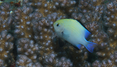 Dascyllus marginatus