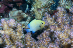 Dascyllus marginatus