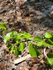 Combretum longicollum