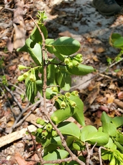 Combretum longicollum