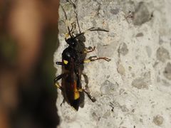 Ichneumon stramentor