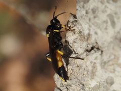 Ichneumon stramentor