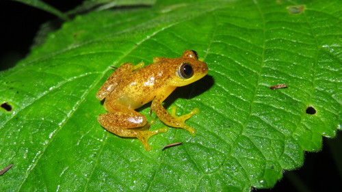 Spotted Spiny Reed Frog - Photo (c) John Lyakurwa, some rights reserved (CC BY), uploaded by John Lyakurwa