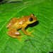 Spotted Spiny Reed Frog - Photo (c) John Lyakurwa, some rights reserved (CC BY), uploaded by John Lyakurwa