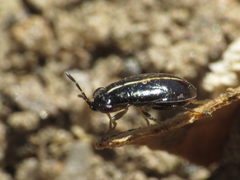 Geocoris lineolus