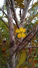 Ochnaceae