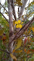 Ochnaceae