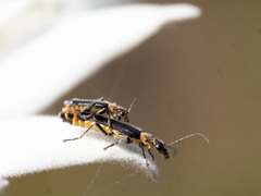 Chauliognathus sydneyanus