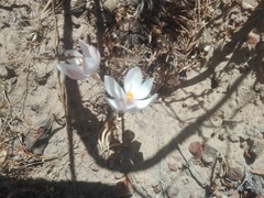 Gethyllis campanulata