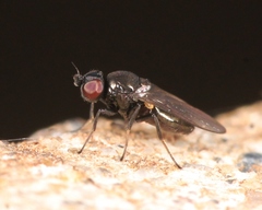 Oscinella frit