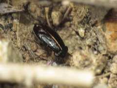 Geocoris lineolus