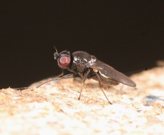 Oscinella frit